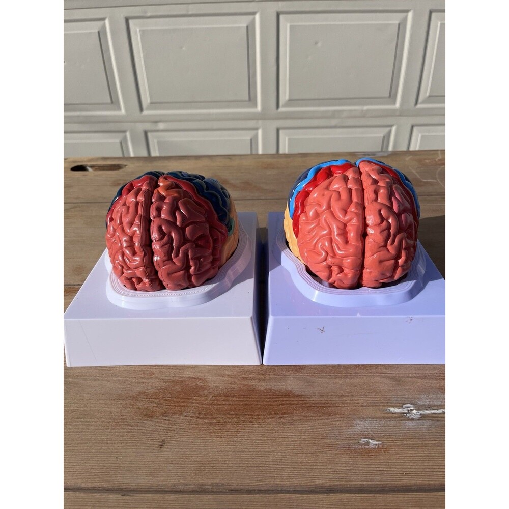 Human Brain Anatomical Model Life-Size, Color-Coded Partitioned Brain Set Of 2